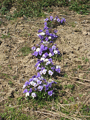 pansy mulched